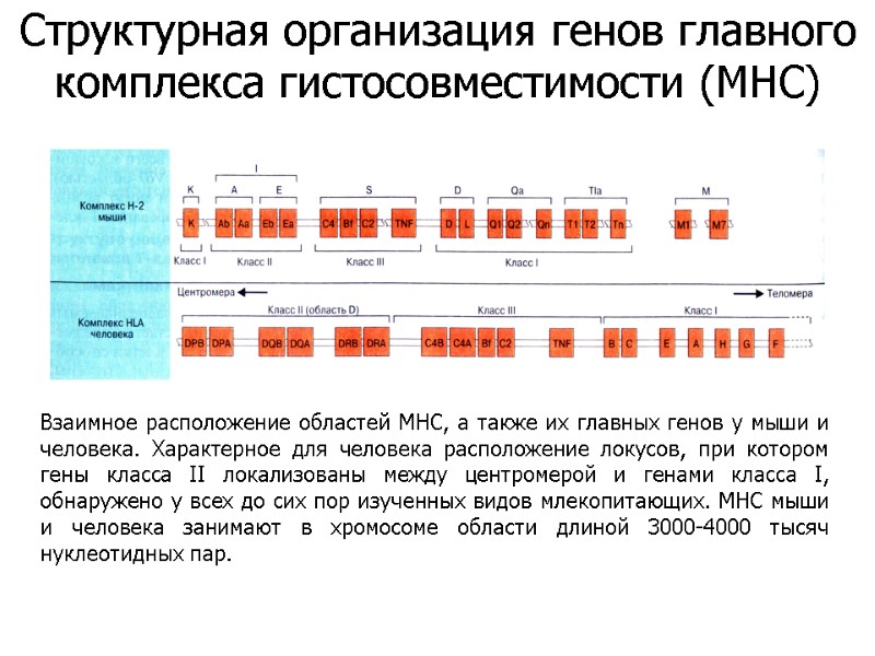 Взаимное расположение областей МНС, а также их главных генов у мыши и человека. Характерное